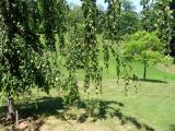 Buk obecn - pevisl, Fagus sylvatica Pendula, 2006   