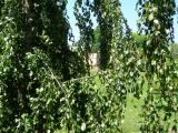 Buk obecn - pevisl, Fagus sylvatica Pendula, 2006  