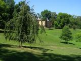 Buk obecn - pevisl, Fagus sylvatica Pendula, 2006 