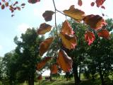 Buk obecn - Fagus sylvatica Roseo marginata, 2006