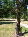 Buk obecn - sloupovit, Fagus sylvatica Fastigiata, 2006