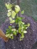 Buk obecn - pevisl, Fagus sylvatica Zlatia, 2006   