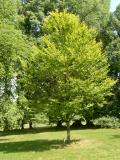 Buk obecn - Fagus sylvatica Zlatia, 2006