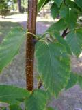 Betula alba Sinensis,  