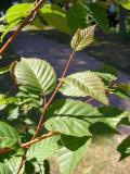 Betula papyrifera