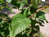 Betula papyrifera