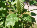 Betula papyrifera