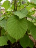 Davdie listenov - Davidia involucrata Vilmoriniana, 2006 