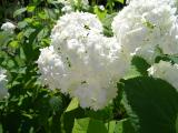 Hortenzie stromekovit - Hydrangea arborescens, 2006