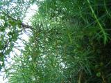 Jalovec tuh - Juniperus rigida, 2006  