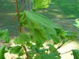 Javor ml - drpovit, Acer platanoides Cucullatum, 2006