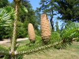 Jedle eck - Abies cephalonica, horn park, 2006 