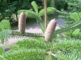 Jedle eck - Abies cephalonica, horn park, 2006