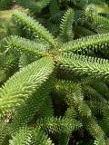 Jedle panlsk - stbrn, Abies pinsapo Glauca, detail, 2006 