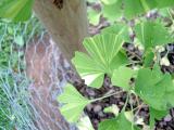 Jinan dvojlalon - Ginkgo biloba Variegata, 2006   