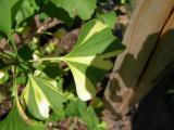 Jinan dvojlalon - Ginkgo biloba Variegata, 2006  