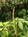 Jrovec drobnokvt - Aesculus parviflora, 2006