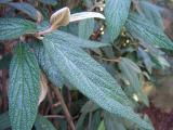 Kalina vrsitolist - Viburnum rhytidophyllum, 2006