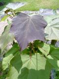 Katalpa ken - ervenajc, Catalpa x erubescens Purpurea, 2006