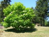 Katalpa obecn, trubaovit - Catalpa bignonioides, 2006      