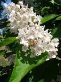 Katalpa obecn, trubaovit - Catalpa bignonioides, 2006     