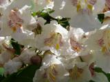 Katalpa obecn, trubaovit - Catalpa bignonioides, 2006    