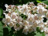 Katalpa obecn, trubaovit - Catalpa bignonioides, 2006   