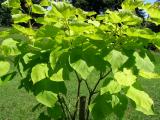 Katalpa obecn, trubaovit - Catalpa bignonioides Aurea, 2006   