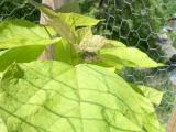 Katalpa obecn, trubaovit - Catalpa bignonioides Aurea, 2006 