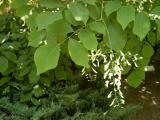 Křehovětvec žlutý - Cladratis lutea, 2006