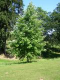Liliovník tulipánokvětý - Liriodendron tulipifera, dolní park, 2006