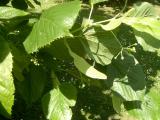 Lípa americká - Tilia americana ´Nova´, 2006