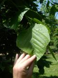Lípa americká - Tilia americana ´Nova´, 2006