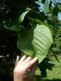 Lpa americk - Tilia americana Nova, 2006