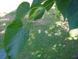 Lípa miquelova - Tilia miqueliana, 2006