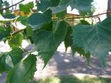 Lípa mongolská - Tilia mongolica, 2006