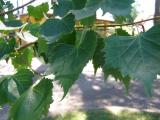 Lpa mongolsk - Tilia mongolica, 2006