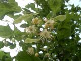 Lípa vekolistá, stříhanolistá - Tilia platyphylla ´Laciniata´, květ, 2006
