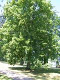 Lípa velkolistá - Tilia platyphylla, 2006