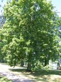 Lpa velkolist - Tilia platyphylla, 2006  