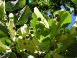 Lípa velkolistá - Tilia platyphylla, 2006
