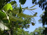 Lípa velkolistá - Tilia platyphylla, 2006