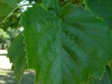 Líska turecká - Corylus colurna, 2006