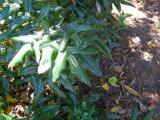 Mahnie cesmnolist - Mahonia aquifolium, 2006