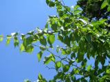 Maklura jablkovit - Maclura pomifera, 2006 