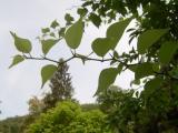 Maklura jablkovitá - Maclura pomifera, 2006