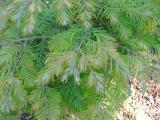 Metasekvoje čínská - Metasequoia glyptostroboides ´Maithaie´, 2006