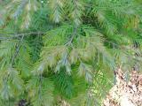 Metasekvoje nsk - Metasequoia glyptostroboides Maithaie, 2006