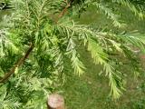 Metasekvoje čínská - Metasequoia glyptostroboides ´White´, 2006