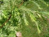 Metasekvoje nsk - Metasequoia glyptostroboides White, 2006